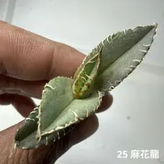 2026年最新】麻花龍 アガベの人気アイテム - メルカリ