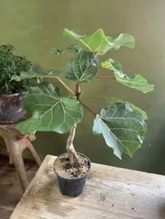 Top【選抜株】多肉植物　264626フロリブンダム　9個　鉢無し/脱土 Top【選抜株】多肉植物 264626フロリブンダム 9個 鉢無し/脱土 - メルカリ
