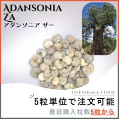 2025年最新】バオバブ 種の人気アイテム - メルカリ