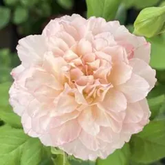 希少 薔薇 ペチカ (Pechka) ☆奇跡のバラ 接木大株 6号 四季咲き強香