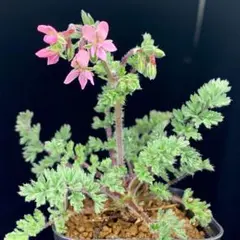 2026年最新】ペラルゴニウムの人気アイテム - メルカリ