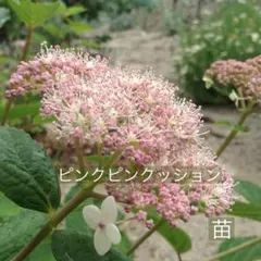 ピンクのアナベル 抜き苗⑩ ピンクピンクッション 紫陽花幼苗 紫陽花ピンクピンクッション - メルカリ
