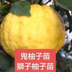 温州みかん苗木 蕾一杯(⁠/⁠^⁠-⁠^⁠(⁠^⁠ ⁠^⁠*⁠)⁠/レモンの横に - メルカリ