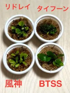 2026年最新】ビカクシダ 胞子 セットの人気アイテム - メルカリ