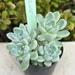 おもち　抜き苗　つぶつぶ屋さん　多肉植物