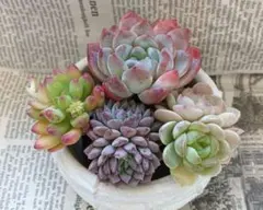 多肉植物★すべて多頭 エケベリア 寄せ植えセット★土付きプラグ苗