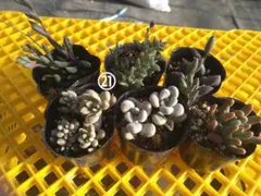 多肉植物6鉢セット㉑