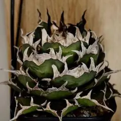 2026年最新】牛魔王 アガベの人気アイテム - メルカリ