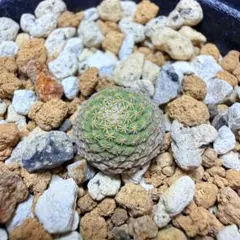 2026年最新】菊水 サボテンの人気アイテム - メルカリ