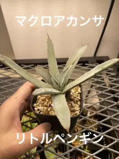 2025年最新】アガベ マクロアカンサの人気アイテム - メルカリ