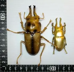 2026年最新】オウゴンオニクワガタ シークレットの人気アイテム - メルカリ
