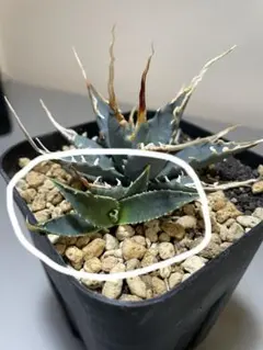 2026年最新】ユタエンシス エボリスピナの人気アイテム - メルカリ