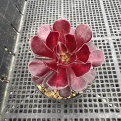多肉植物　黒法師中斑のサムネイル