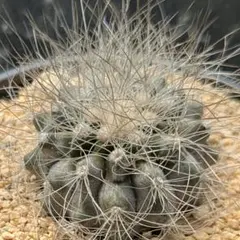 黒刺強刺実生】花王丸エキノカクタス国内繁殖サボテン（太平丸雷帝翠平