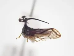 昆虫標本 ハチカミキリ Ulochaetes vacca 雌 中国 - メルカリ