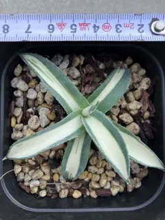 2025年最新】那智の輝きの人気アイテム - メルカリ