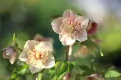 Toshiou様専用 クリスマスローズ 小苗 セット