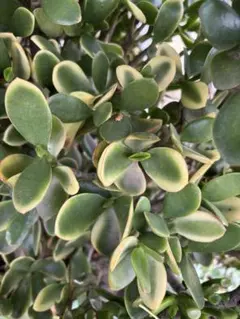 2025年最新】金の成る木の人気アイテム - メルカリ