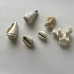 白い貝殻とサンゴのセット