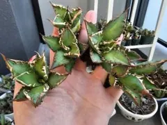 【アガベ】ゴリ猫　地獄猫極　裏棘多数　ボールタイプ　感謝価格 アガベ】ゴリ猫 地獄猫極 裏棘多数 ボールタイプ 感謝価格 アガベ