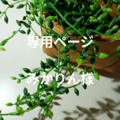 専用ページ