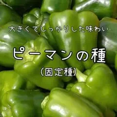 CH3OH様 リクエスト 3点 まとめ商品