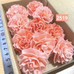 ソラフラワー　2519