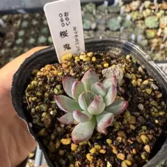 ⑭大きめ3鬼! 桜鬼❣️青鬼❣️赤鬼❣️発根済み おらいさん苗 メルカリ便送料込 l*s様 ㉝大きめ3鬼!桜鬼❣️青鬼❣️赤鬼