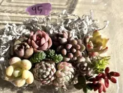 韓国苗寄せ植えセット現品【匿名発送】95