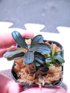 2026年最新】ブセファンドラの人気アイテム - メルカリ