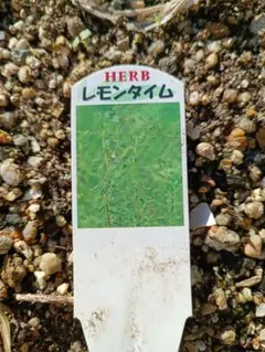 レモンタイムの苗　と　ローズマリーの挿し穂