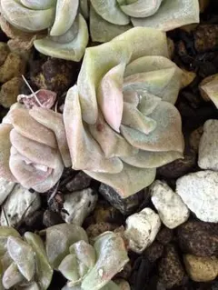 ❤️専用出品❤️ラブリーローズ錦❤️美斑に成長中①❤️ Amazon.co.jp: 多肉植物 韓国苗 ラブリーローズ錦 赤班 : ホーム