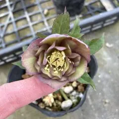 ぷるかろん様 リクエスト 2点 まとめ商品