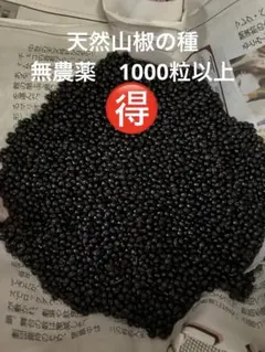 3917○1200粒以上山椒の種京都丹波産①送込￥1160［260520］ - メルカリ