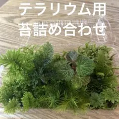 テラリウム用　苔詰め合わせ　S-2(ユキノシタ)のサムネイル
