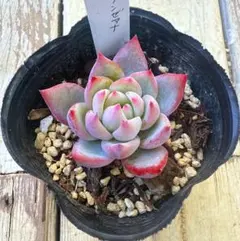 2026年最新】多肉リンゼアナの人気アイテム - メルカリ