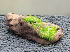 ウィローモス付き ミニ流木 (マングローブ系)巻きたて 【No.18】