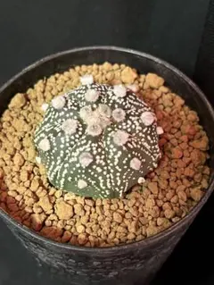 2026年最新】兜丸の人気アイテム - メルカリ