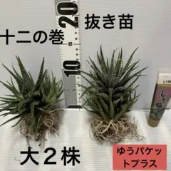 十二の巻　お祭りセット　大２のサムネイル