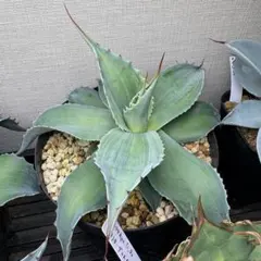 オバティフォリア　大株　抜き苗 アガベ・オバティフォリア｜Agave ovatifolia | DESERT INC.