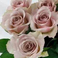 バラ苗 薔薇 さし木苗 藤色 大輪 強香 四季咲き 匿名発送 - メルカリ