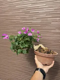 2025年最新】ブーゲンビリアの人気アイテム - メルカリ