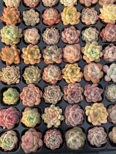 2025年最新】韓国苗 セット 多肉植物の人気アイテム - メルカリ