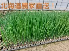 2026年最新】北もみじ2000の人気アイテム - メルカリ