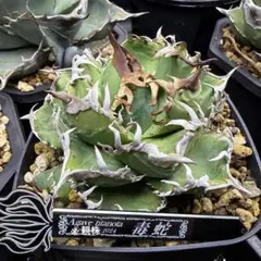 アガベ 悪魔 BAKEMONO 本物 台湾極上血統初根済み LED管理 タグ付き