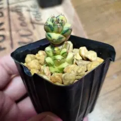 や*む様 多肉植物 リチェイ　錦　 斑入りのサムネイル