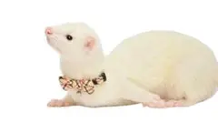 Item thumbnail for item 64c0001a-aa8f-4360-bb1e-32b3e5b153f9