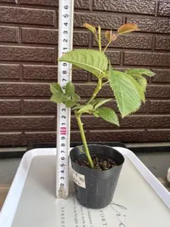 269 バラ バラ挿し木苗 大きめ 藤色 ノ - メルカリ