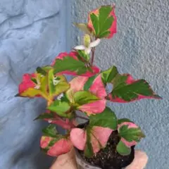 あみだ様 リクエスト 2点 まとめ商品