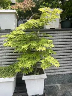 モミジ 黄八丈 イロハモミジ系 90cmもみじ 紅葉 カエデ 鉢植え 苗木